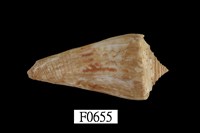 藏品(西寶芋螺)的圖片